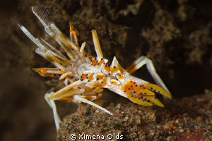 Uh stop! What is that? ...A tiger shrimp. Less than 1 inc... by Ximena Olds 